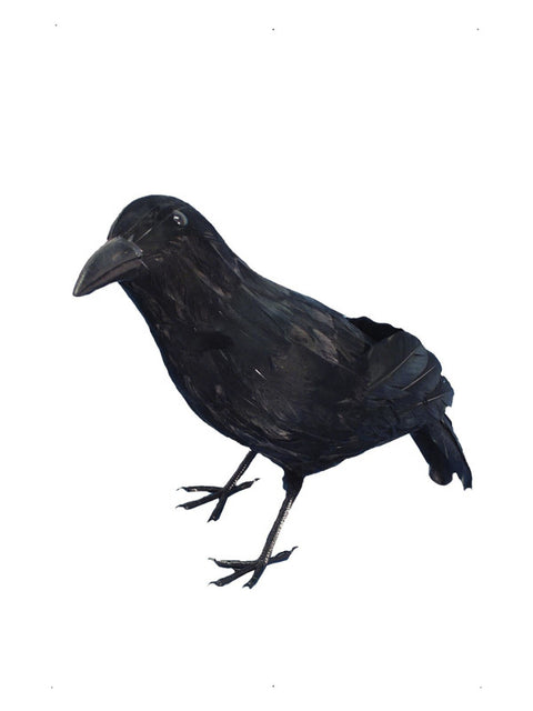 Crow, Black Dress Loud