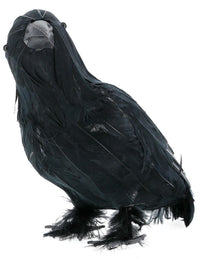 Crow, Black Dress Loud