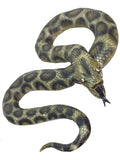 Snake, Green Dress Loud