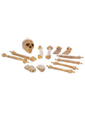 Bag of Bones & Skull, Natural Dress Loud