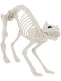 Cat Skeleton Prop, Natural Dress Loud